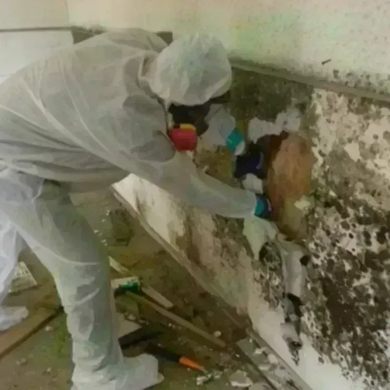 Mold Remediation and Removal in Pennington, NJ